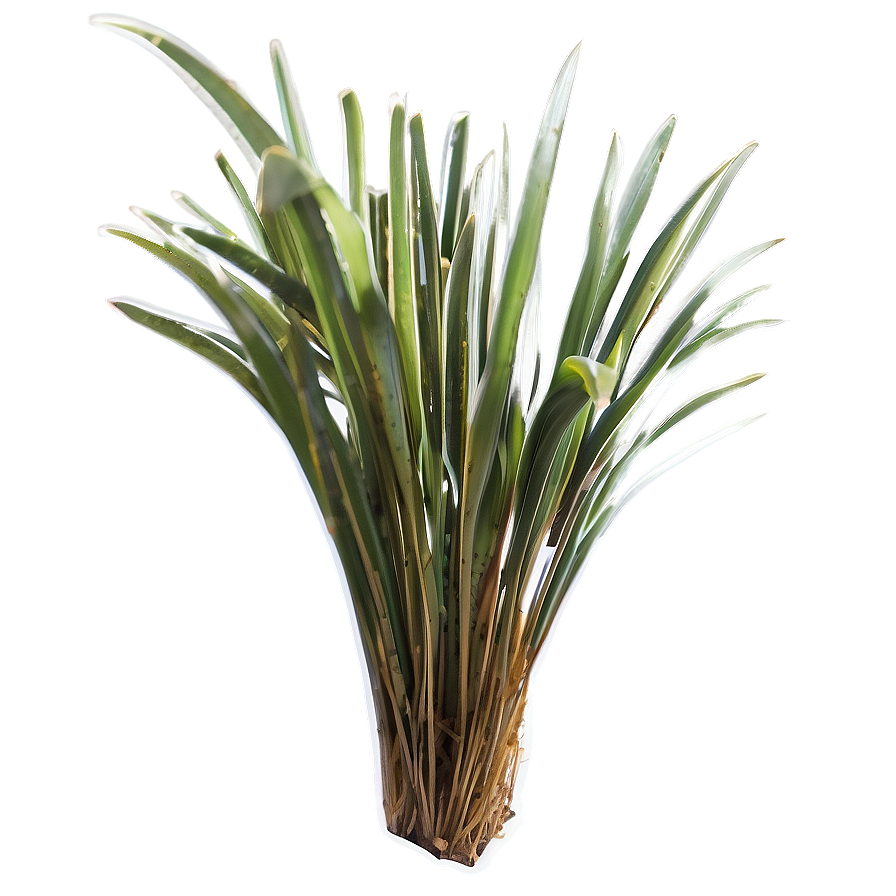 Tropical Seagrass Png Tig