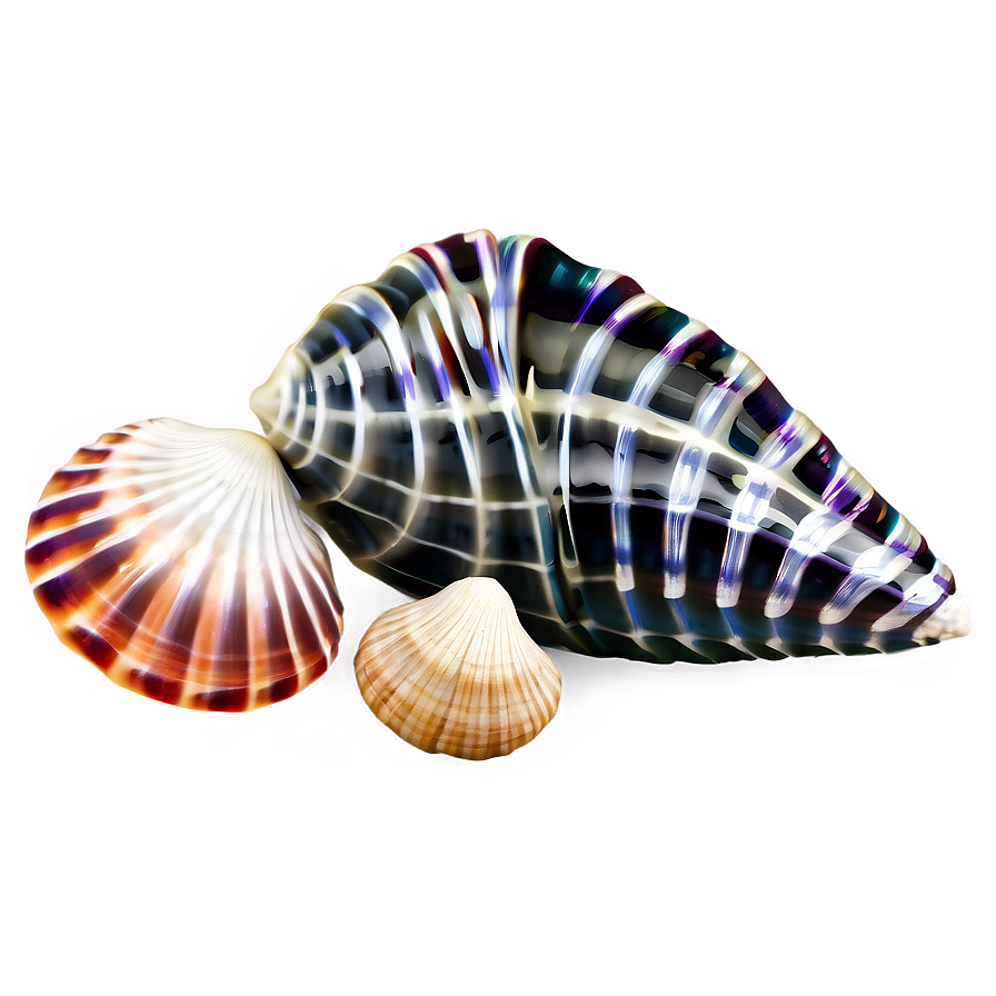 Tropical Seashells Png 06132024