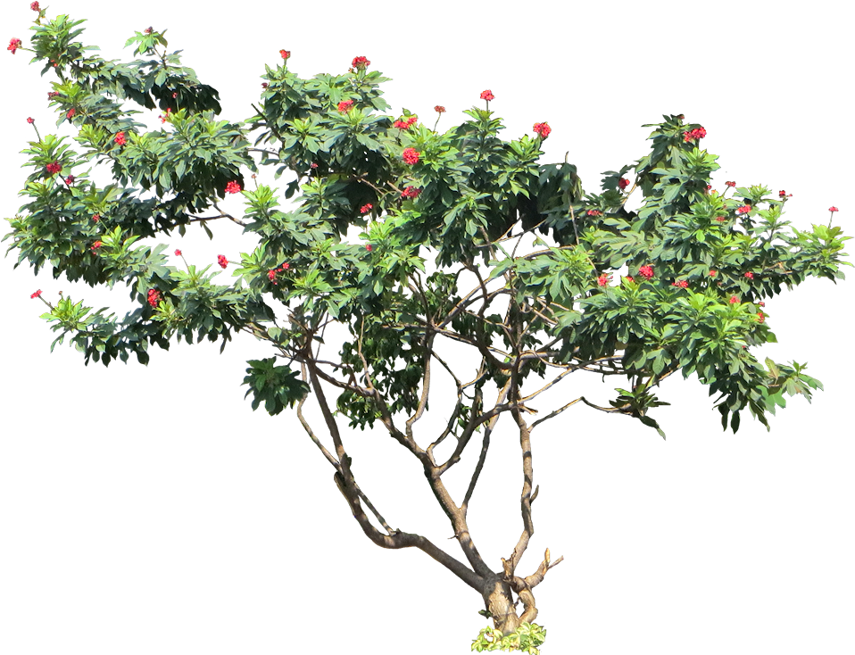 Tropical Treewith Red Flowers