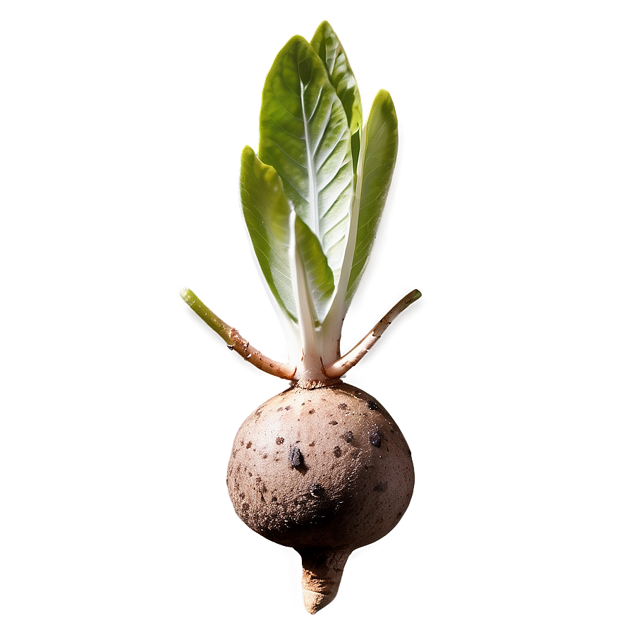 Tuber Botanical Study Png 88