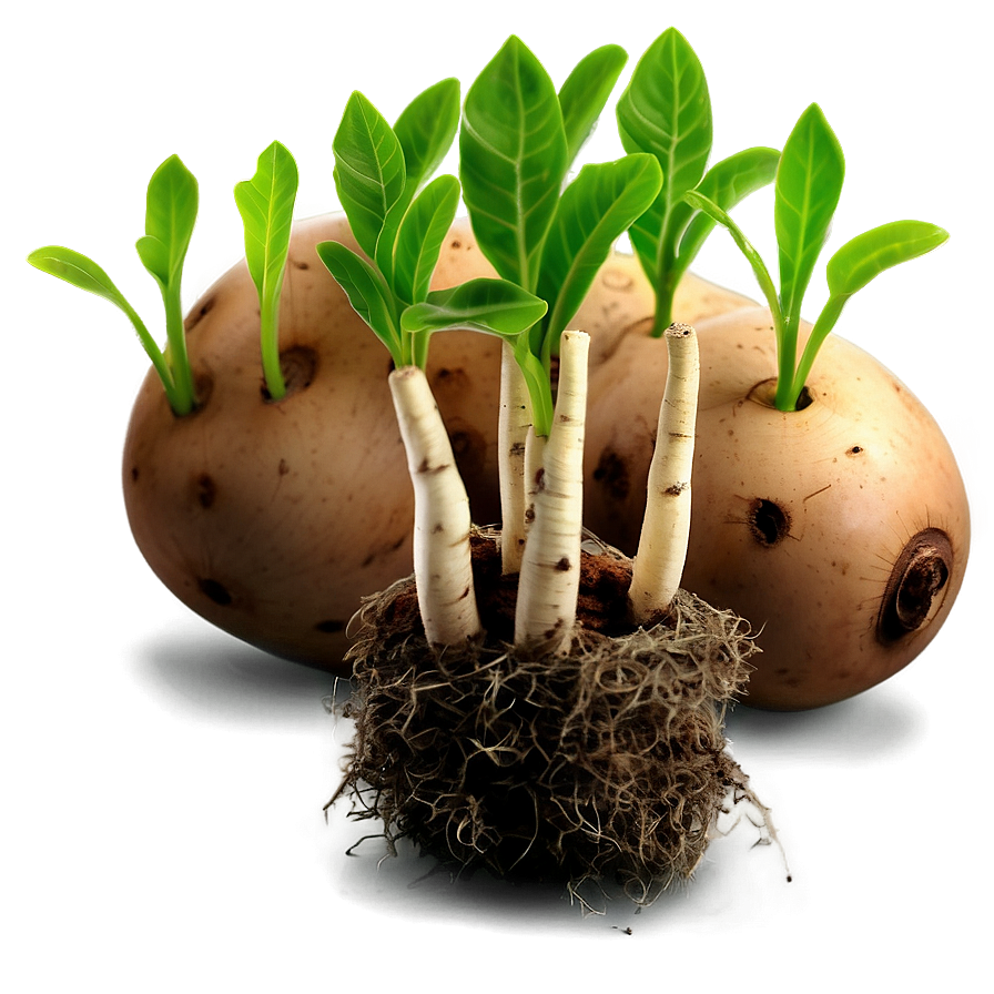 Tuber Seedlings Png 05252024