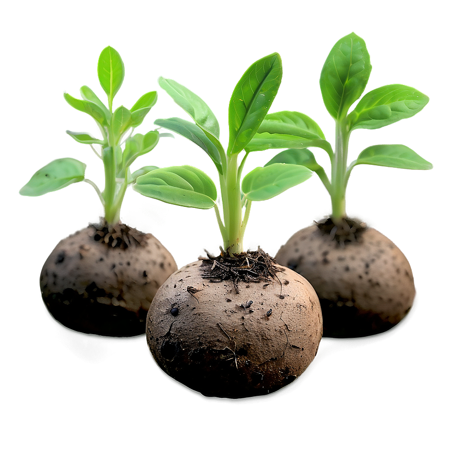 Tuber Seedlings Png Vgb