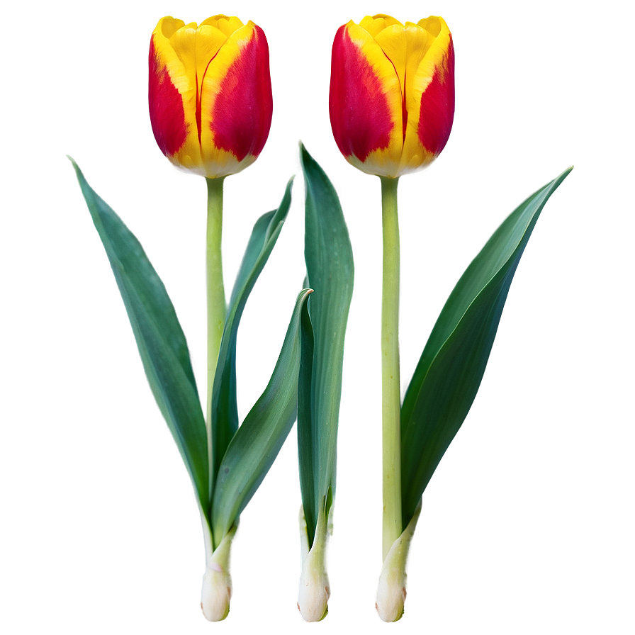 Tulip Bud Png 05212024