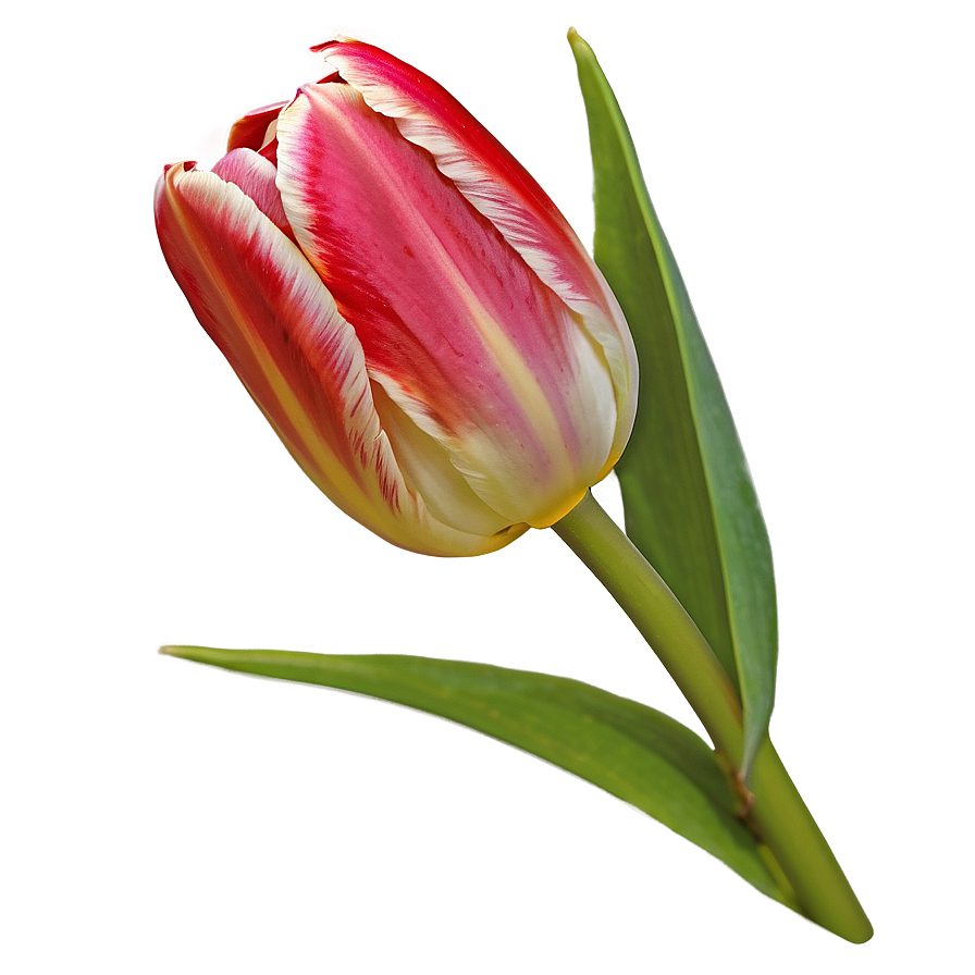 Tulip Bud Png Qkf80