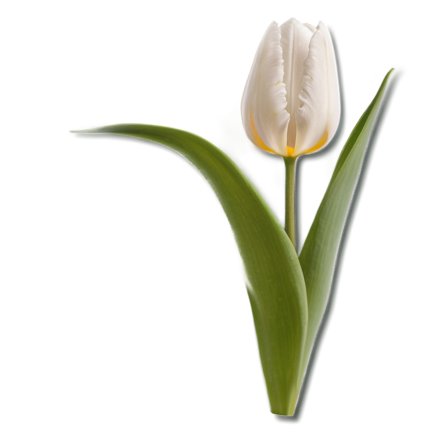 Tulip Closeup Png Jhd6