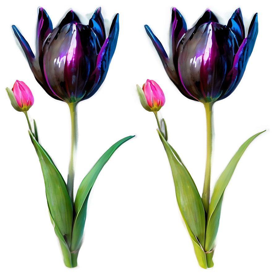 Tulip Drawing Png Gbq53