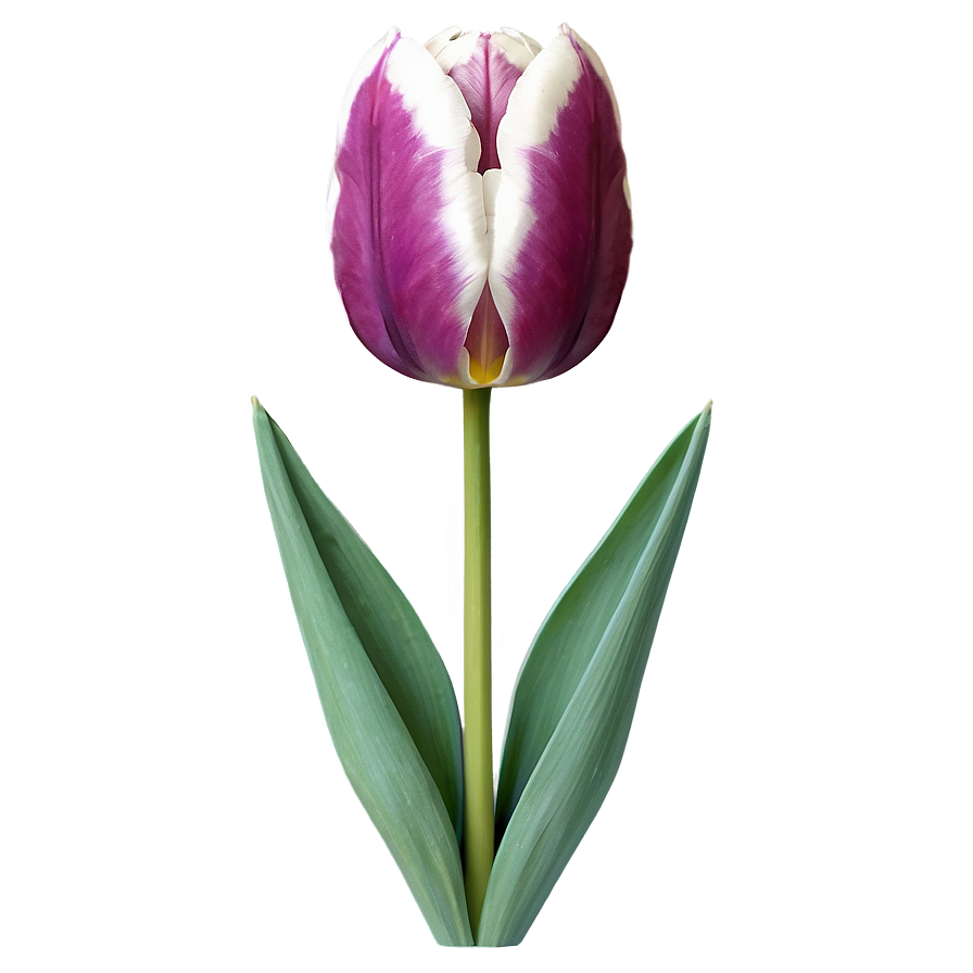 Tulip Illustration Png Qxy78