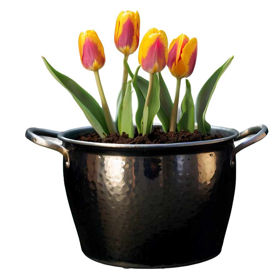 Tulip In Pot Png 05212024