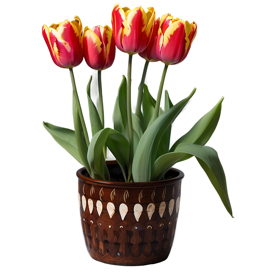 Tulip In Pot Png Mpl52