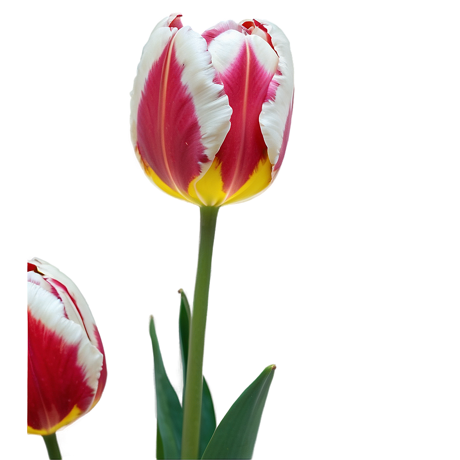 Tulip Magic Png Jnc