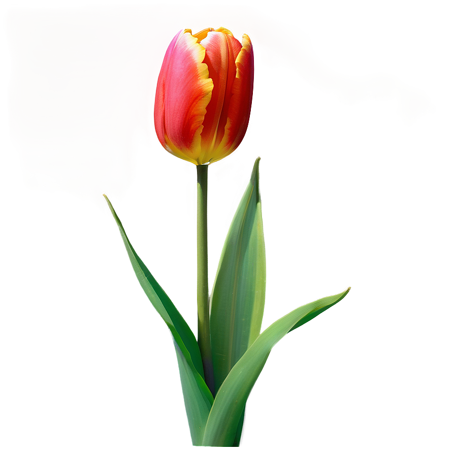 Tulip Wallpaper Png 39