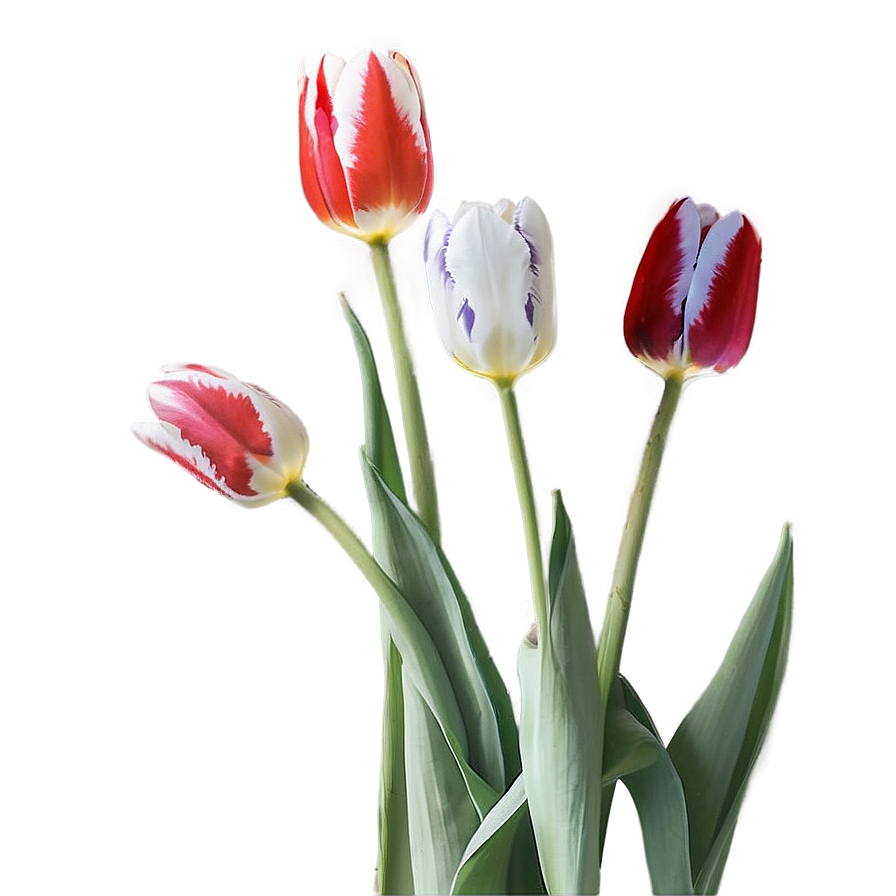 Tulips In Moonlight Png Ifo