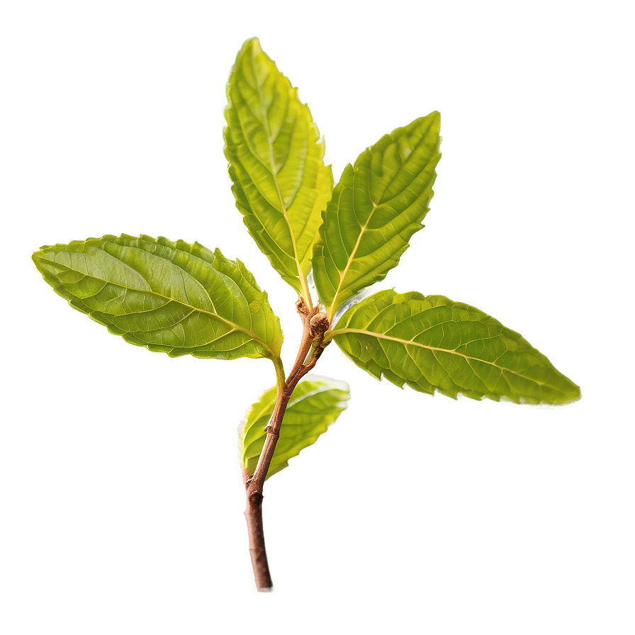 Tulsi Tea Leaf Png Lhd