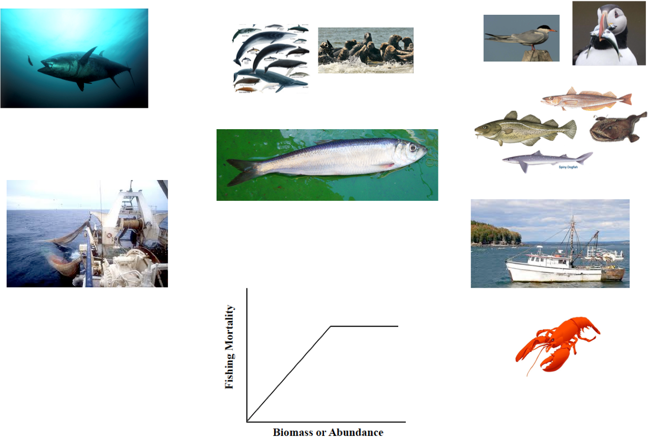 Tunaand Marine Life Collage