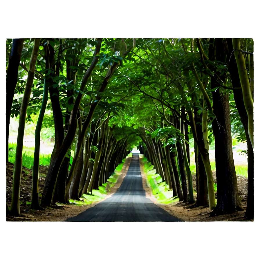 Tunnel Of Trees Png Bua47