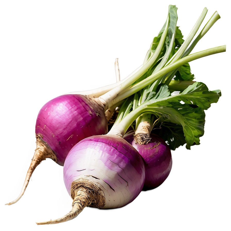 Turnip Harvest Png Usp6