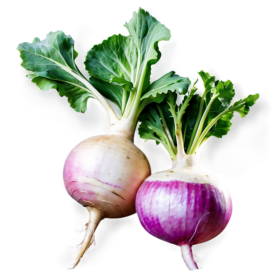 Turnip Plant Png 06252024