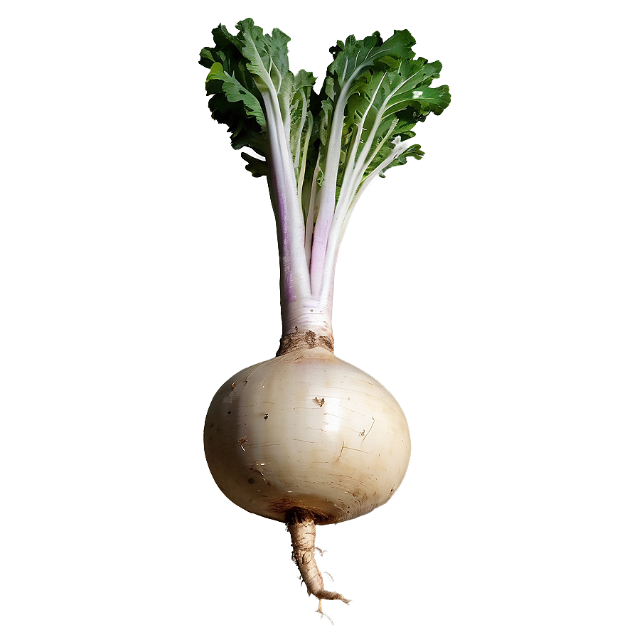 Turnip Root Png 06252024