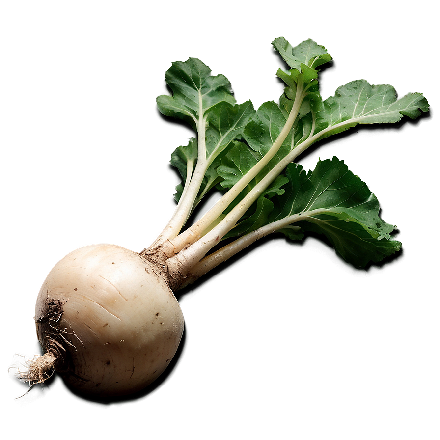 Turnip Root Png Cvp