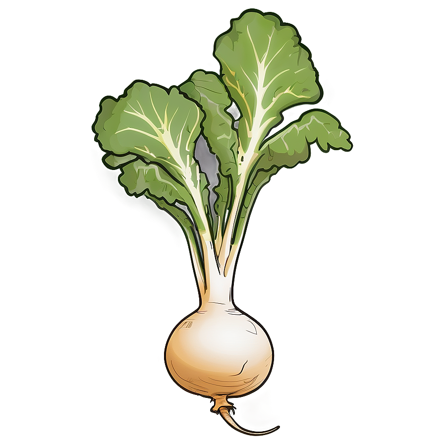 Turnip Sketch Png 79