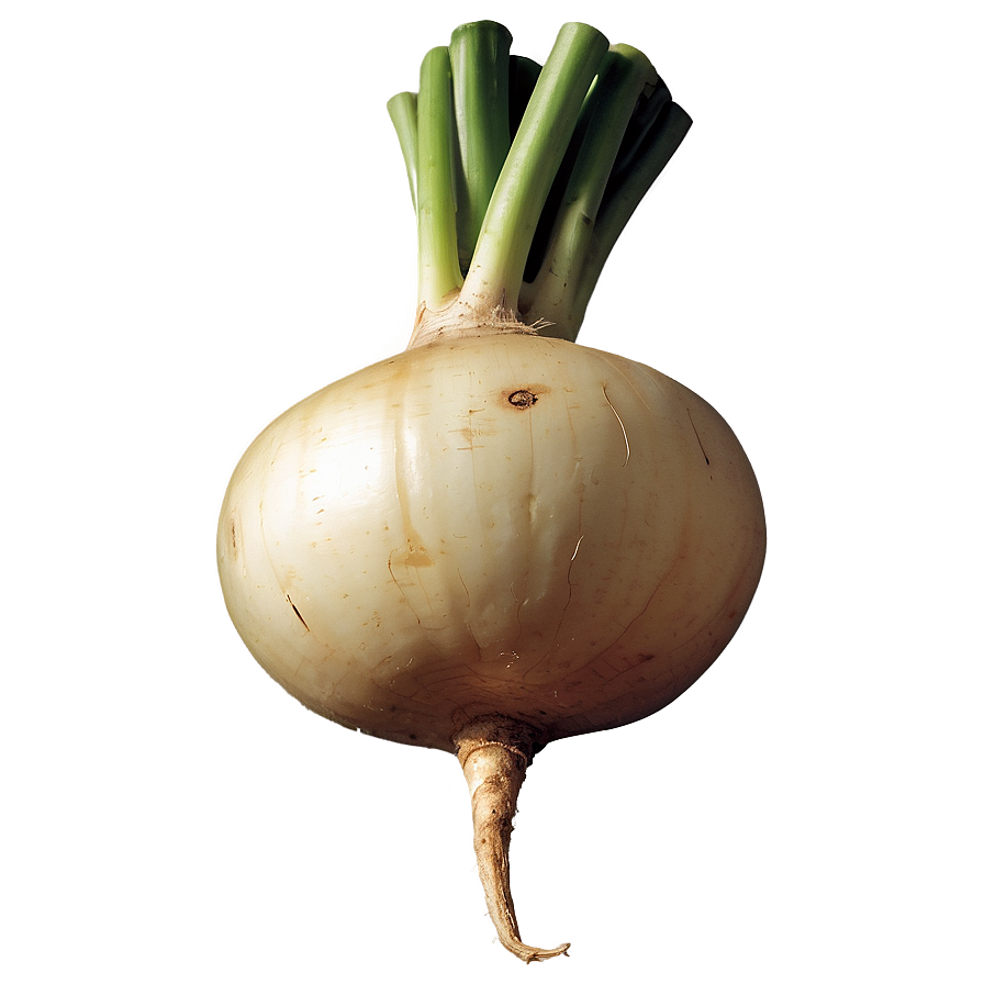 Turnip Vector Png 06252024