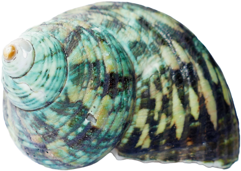 Turquoise Patterned Seashell