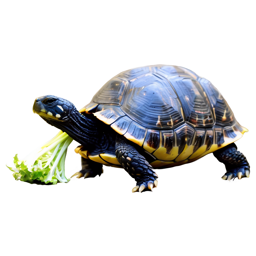 Turtle Eating Lettuce Png Yyv75