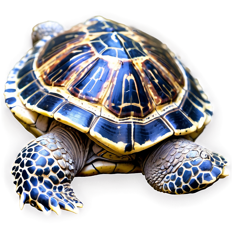 Turtle With Detailed Shell Pattern Png 06242024