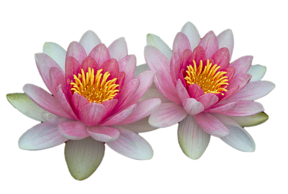 Twin Pink Water Lilies