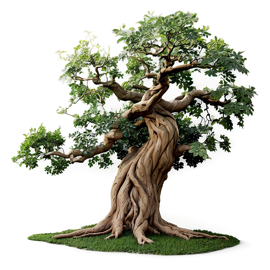 Twisted Oak Tree Png 52