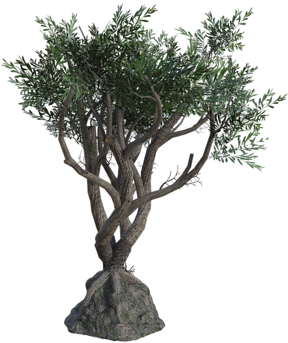 Twisted Olive Tree3 D Model