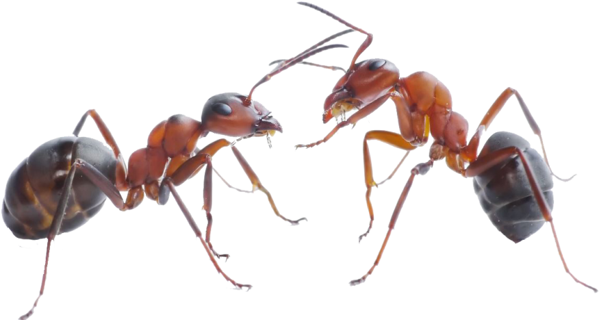 Two Ants Facing Each Other