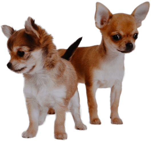 Two Chihuahuas Standing