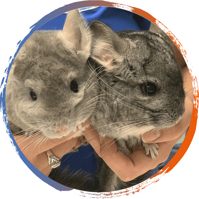 Two Chinchillas Cuddling