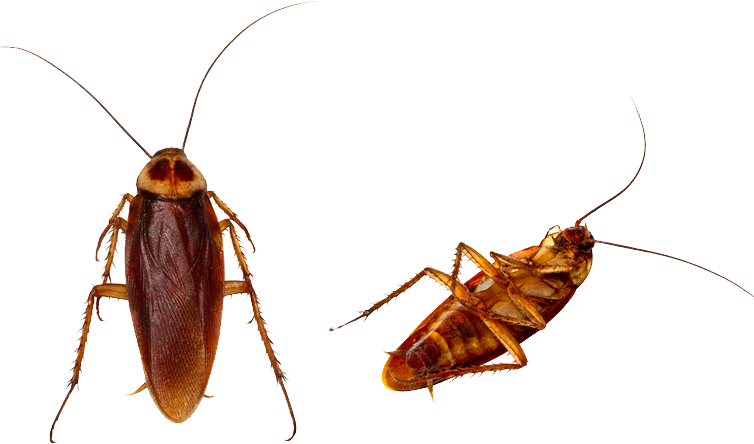 Two Cockroaches Transparent Background