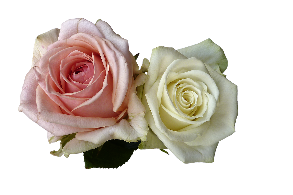 Two_ Elegant_ Roses_ Transparent_ Background.png