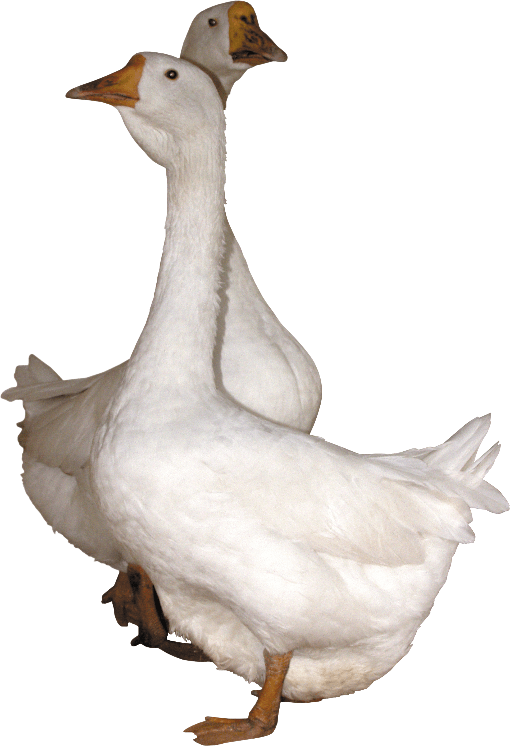 Two Headed Goose Illusion