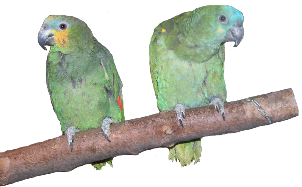 Two Parrotson Branch