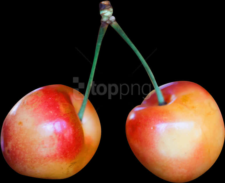 Two Rainier Cherries Black Background