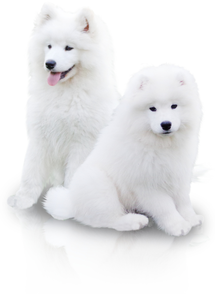 Two Samoyeds Posing