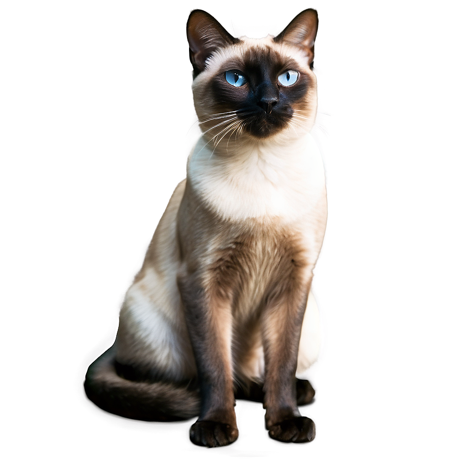 Two Siamese Cats Together Png 41