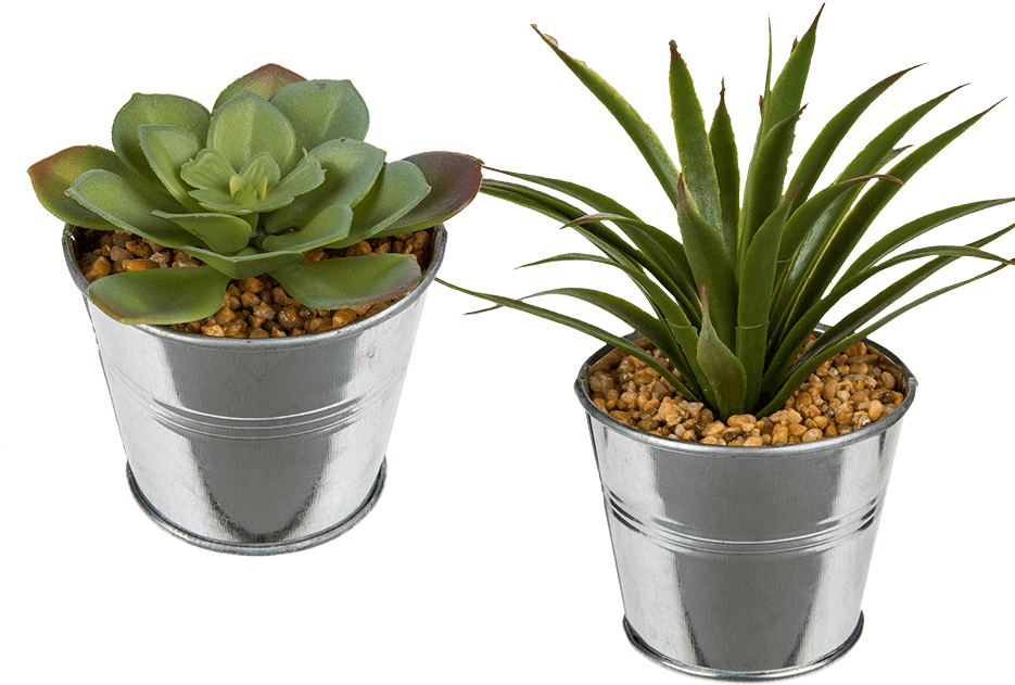 Two Succulentsin Metal Pots