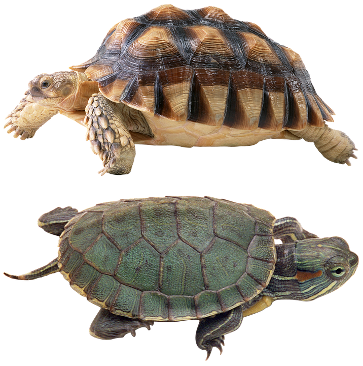 Two Turtles Transparent Background