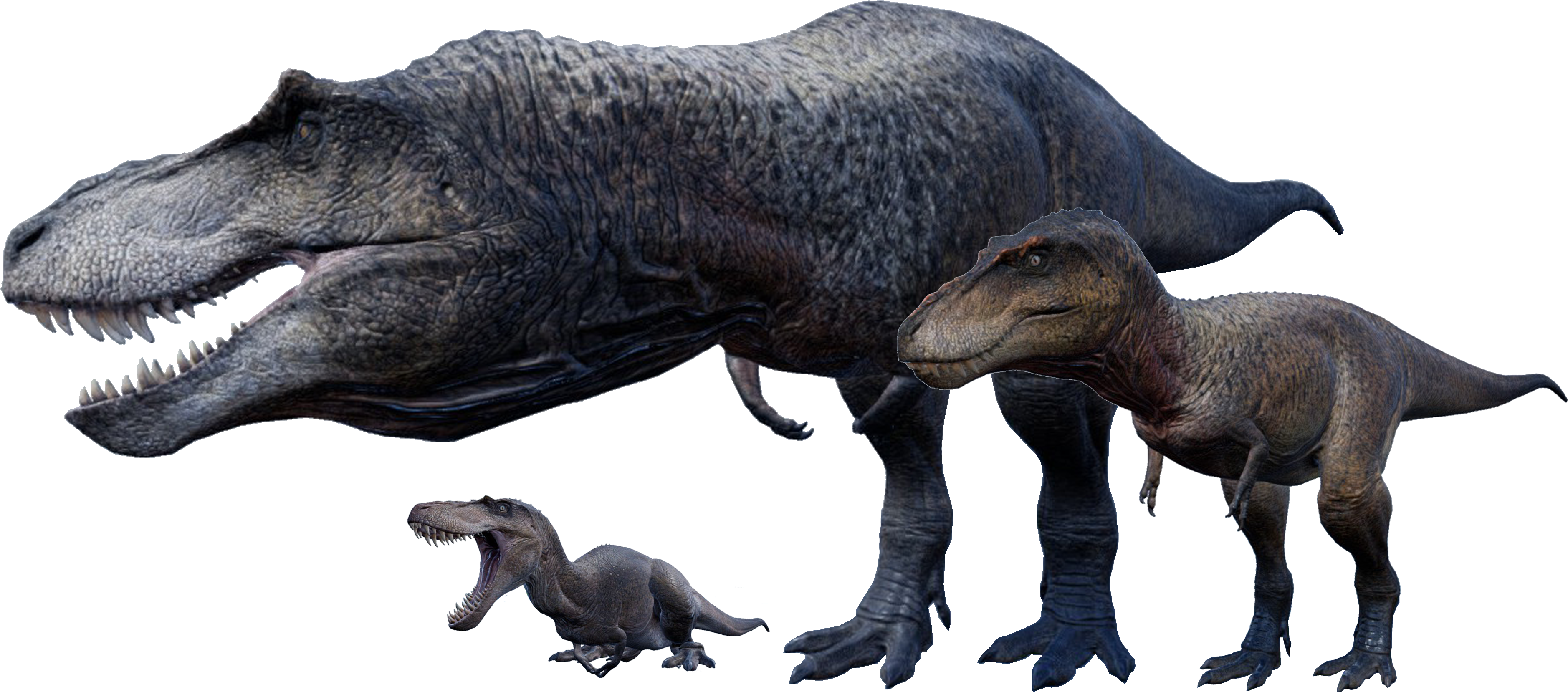 Tyrannosaurus Rex Family Evolution