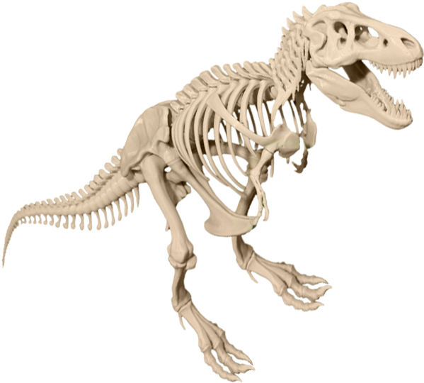 Tyrannosaurus Rex Skeleton Display