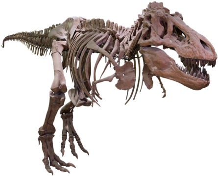 Tyrannosaurus Rex Skeleton Profile