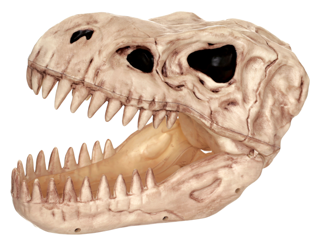 Tyrannosaurus Rex Skull Replica