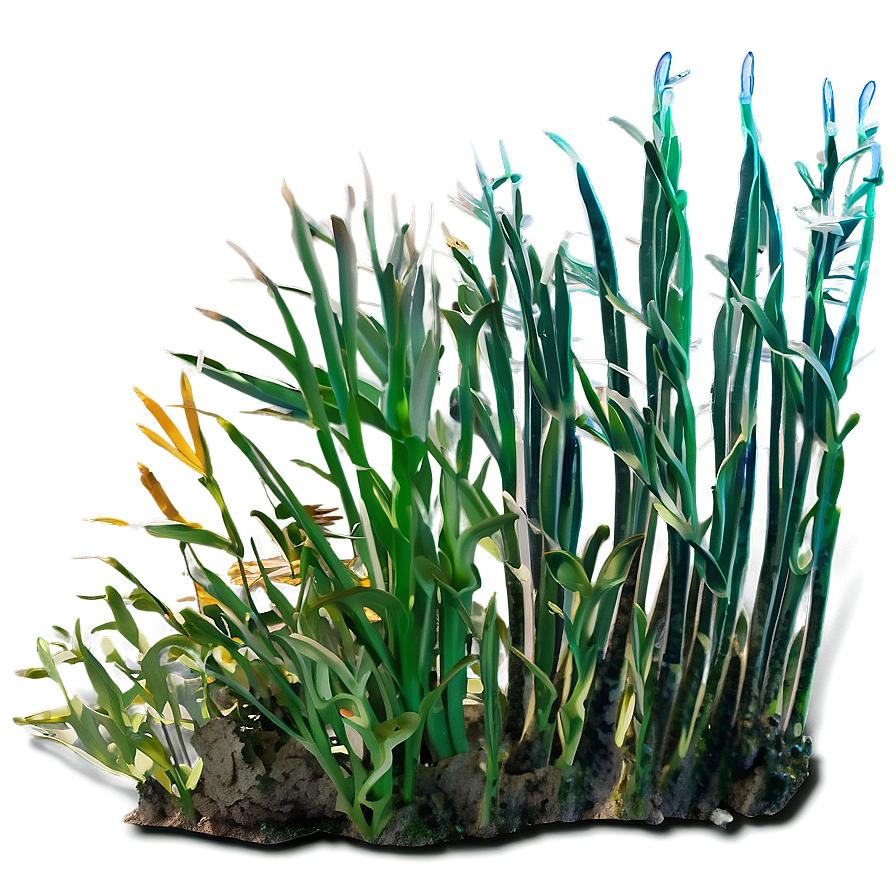 Underwater Seagrass Png 06292024