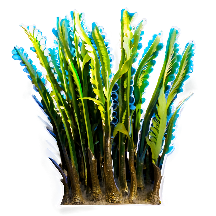 Underwater Seagrass Png Qnf