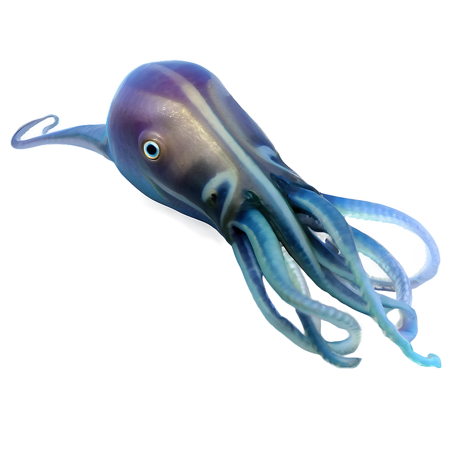 Underwater Squid Png 06232024